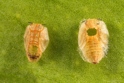 Asian citrus psyllid