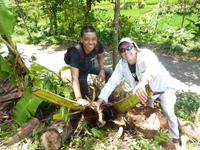 dead coconut palms