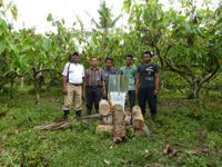 cut coconut logs in Sumatra Indonesia