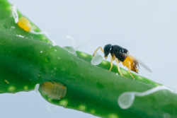 adult female Diaphorencyrtus