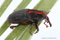 palm weevil