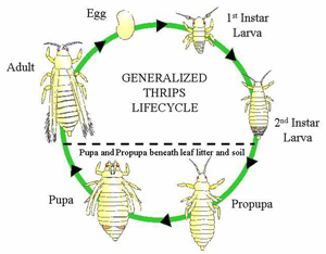 Thrips Lifecycle