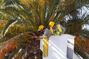 Mark Hoddle inspecting the palm for Red Palm Weevil