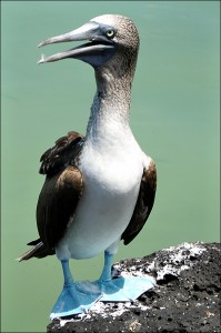 blue-footed booby