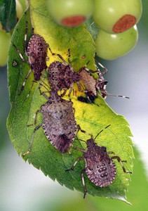 Brown Marmorated Stink Bug