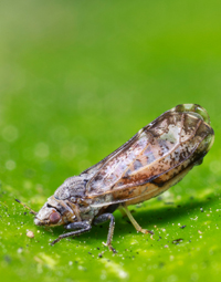 Asian Citrus Psyllid