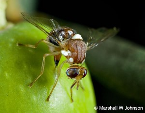 Olive Fruit Fly