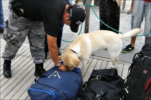 Dogs inspecting baggage