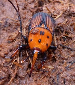 red palm weevil