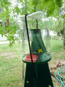 A Brown Marmorated Stinkbug pheromone trap set up in Pasadena