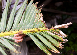 A damaged palm frond from the palm tree