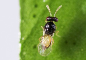 Tamarixia radiata (female)