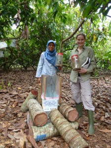 The daily RPW harvest from the field trials in Indonesia