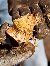 chunk cut from the center of the palm trunk