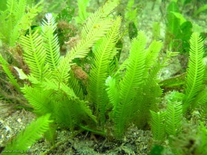 Caulerpa taxifolia