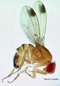 Spotted Wing Drosophila