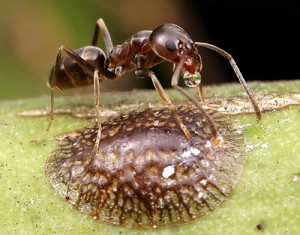 Argentine Ant