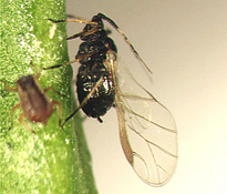 Brown Citrus Aphid