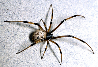 Brown Widow Spider