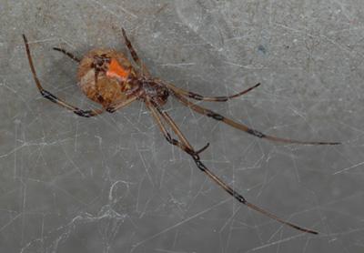 brown widow tan with orange hourglass (c) CISR