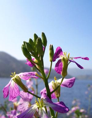 california wild radish small