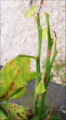 Asiatic Citrus Canker