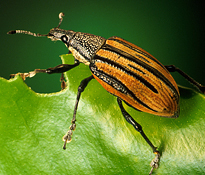 Diaprepes Root Weevil