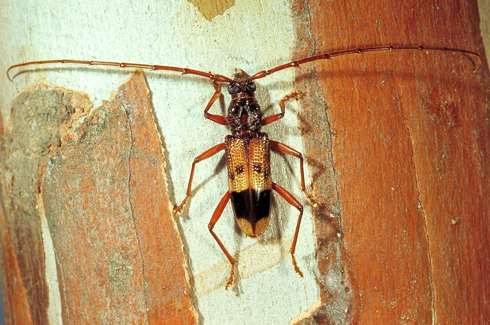 Eucalyptus Longhorned Borer