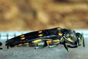 Goldspotted Oak Borer