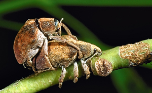 Australian Gum Tree Weevil