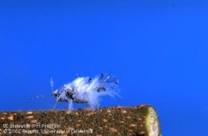 Asian Woolly Hackberry Aphid