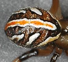 latro hes immature abdomen (c) CISR