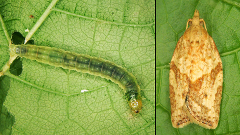 The Light Brown Apple Moth