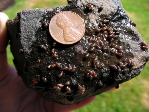 New Zealand Mud Snail