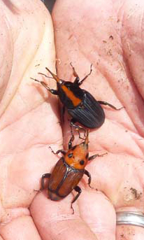 Orange and red stripe on the Red Palm Weevil