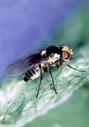 Pea Leafminer