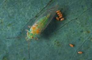 Red Gum Lerp Psyllid