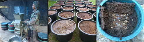 red palm weevil container production