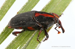 red palm weevil