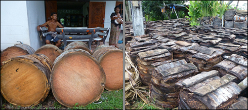 red palm weevil rearing palms