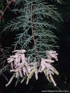 Saltcedar