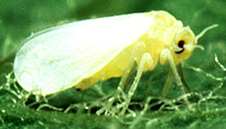 Silverleaf Whitefly