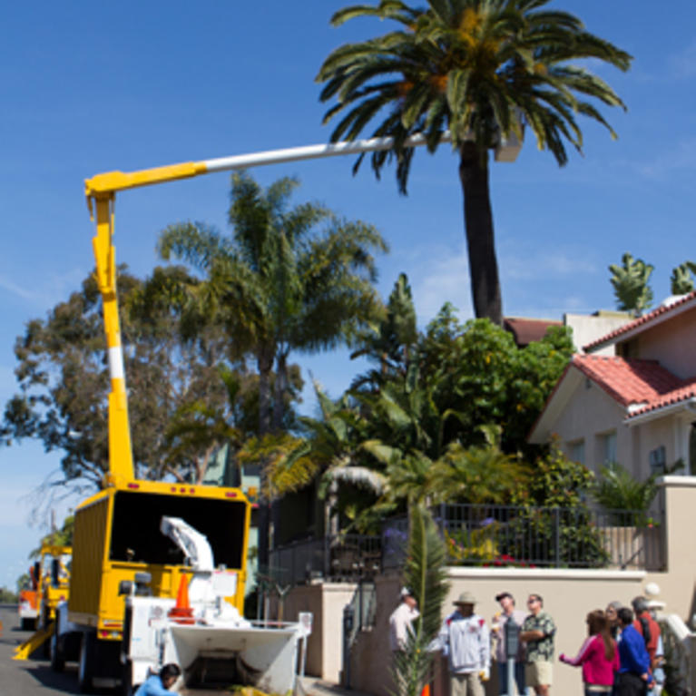 crane used to inspect and spray the top of the palm