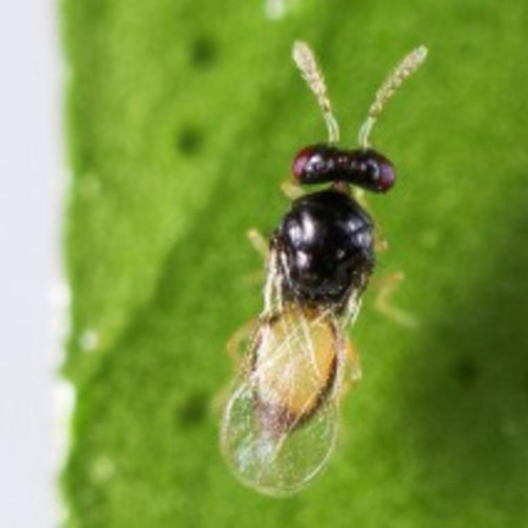 Tamarixia radiata (female)