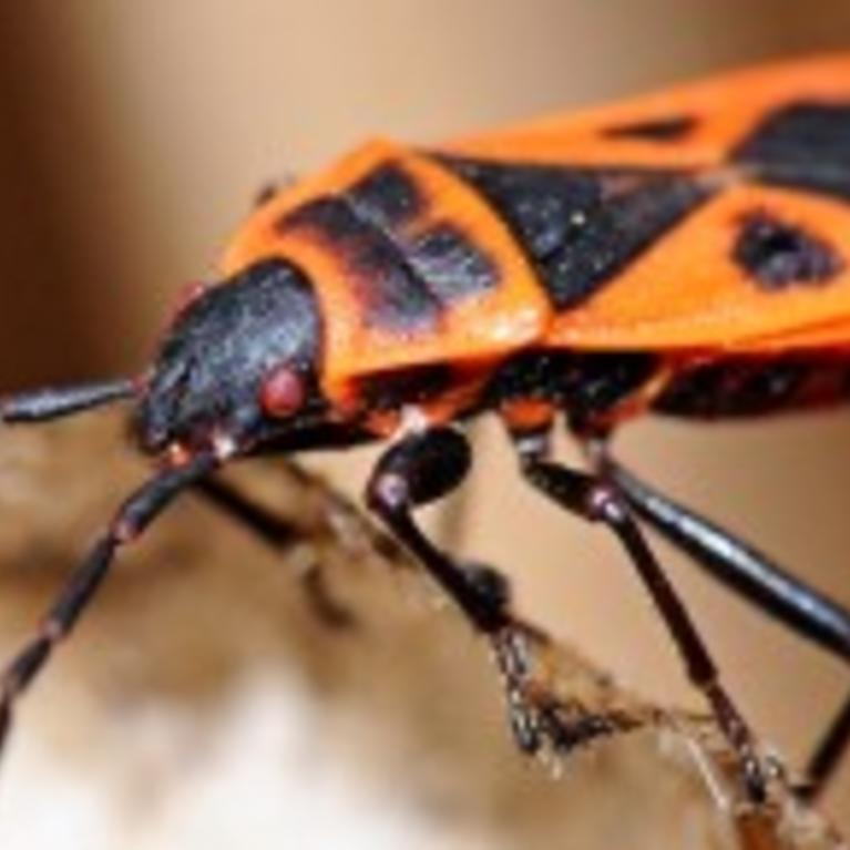 Red Bug