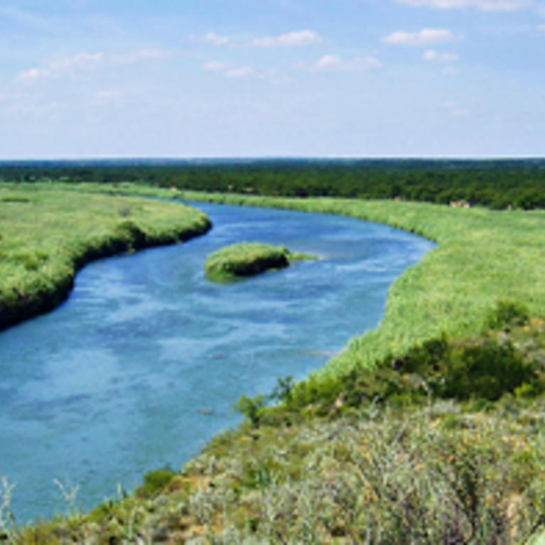 arundo rio grande