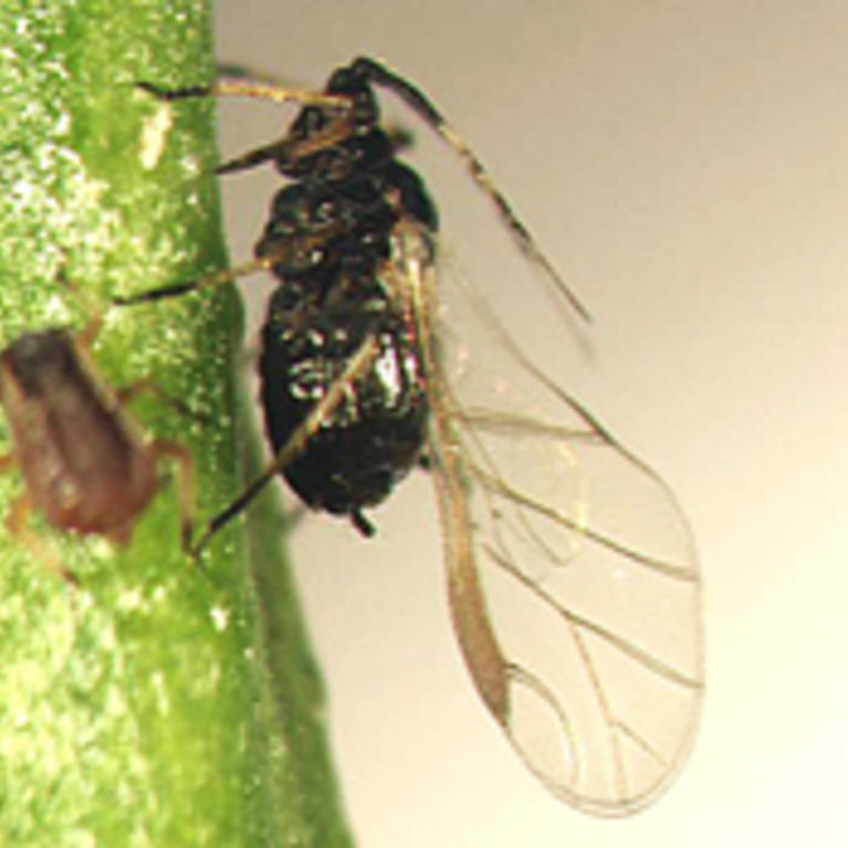 Brown Citrus Aphid