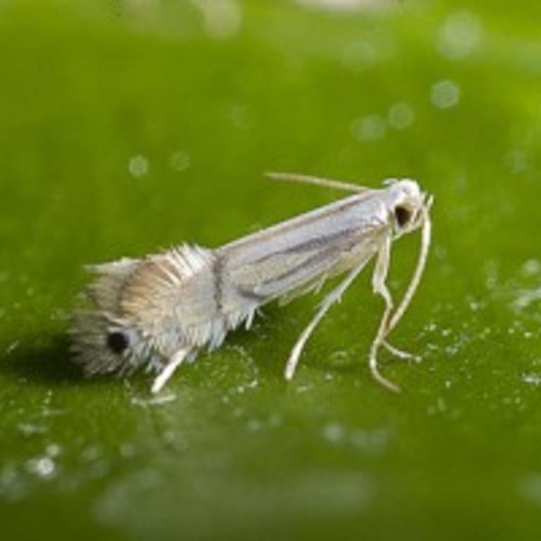 Citrus Leafminer