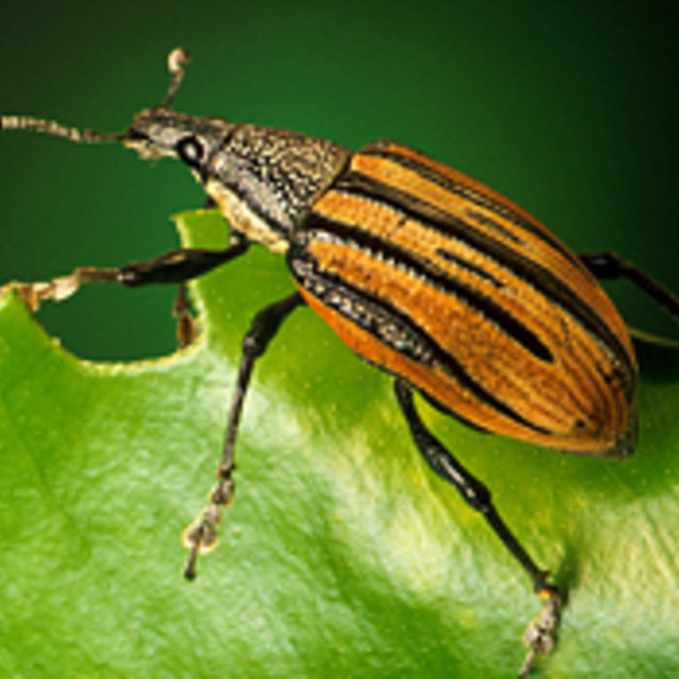 Diaprepes Root Weevil