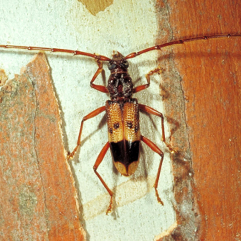 Eucalyptus Longhorned Borer